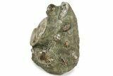 Polished Ammonite, Clam, and Nautilus Cluster - Madagascar #236972-4